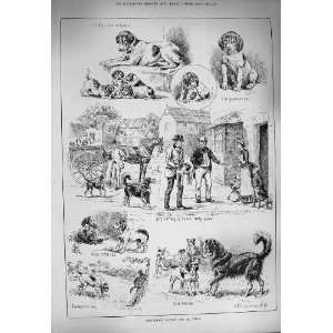  1884 Cottesmore Puppies Dog Men House Hors Cart