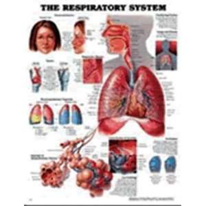  The Respiratory System Anatomical Chart  9781587790546 