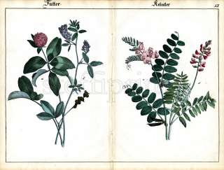 1842 SCHREIBER HC LITHOGR. FOLIO alfalfa, vetch, clover  
