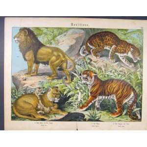  Lion Tiger Lepoard Lioness Cubb Cat Color Antique Print 
