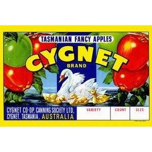  Vintage Art Cygnet Tasmanian Fancy Apples   22601 3