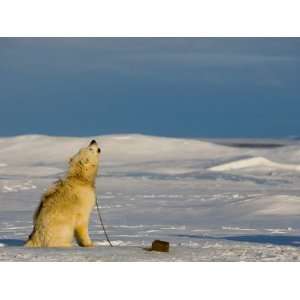 Canadian Eskimo Dog on an Expedition Howls Back at Arctic Wolves 