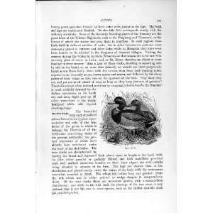  NATURAL HISTORY 1895 WILD DUCK BIRD ANTIQUE PRINT