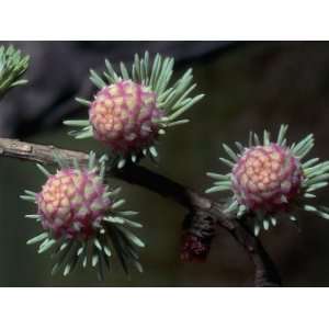  Close Up of Cones on an European Larch Tree Branch (Larix 
