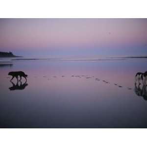  Two Dogs on the Beach at Twilight Walk in Opposite 