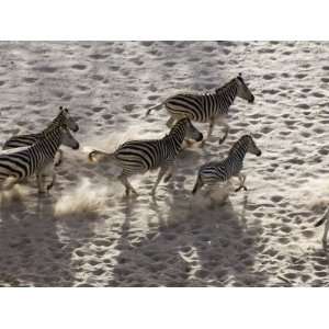  Burchells Zebra, Group from Above, Botswana Premium 