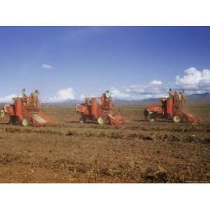  Combines Digging, Cleaning, and Sacking Peanuts at Kongwa 