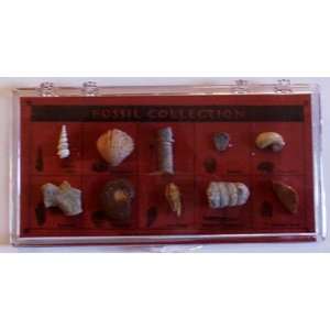  Unique Crafters   Fossil Collection In A Clear Box