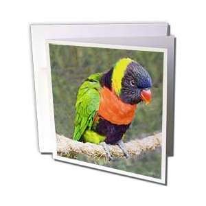  VWPics Birds   Forstens Lorikeet (captive).Trichoglossus 