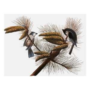  Audubon Titmouse Giclee Poster Print