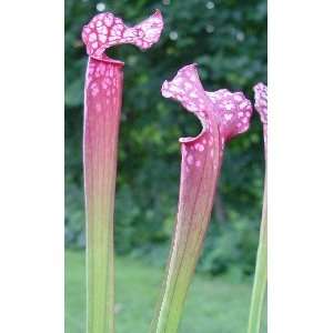  Sarracenia Danas Delight