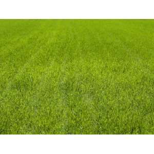  Field of Freshly Grown Wheat, Triticum Aestivum Stretched 