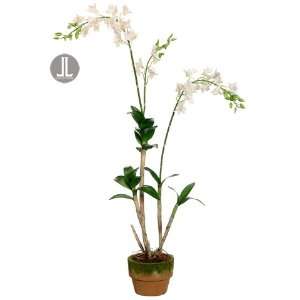  58 Dendrobium Orchid Plant in Cement Pot White (Pack of 2 