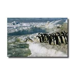   Adelie Penguins Cape Crozier Antarctica Giclee Print