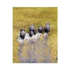 Andy Biggs   Elephants Making Way Giclee 