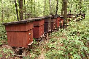 Build Your Own Beehive Plans  