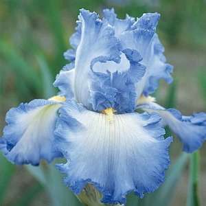  Cloud Ballet Bearded Iris   REBLOOMER   Potted Patio 