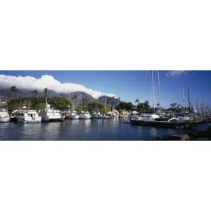  Boats Docked at a Harbor, Lahaina, Maui, Hawaii, USA 