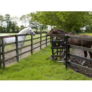  Breeding Thoroughbreds, County Kildare, Ireland Animal 