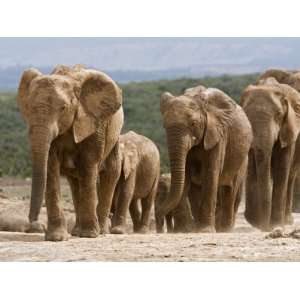  Elephant Breeding Herd (Loxodonta Africana), Addo Elephant 