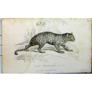   1825 Natural History Print Felis Chalybeata Whittaker