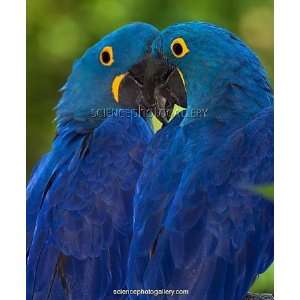  Hyacinth Macaws Framed Prints