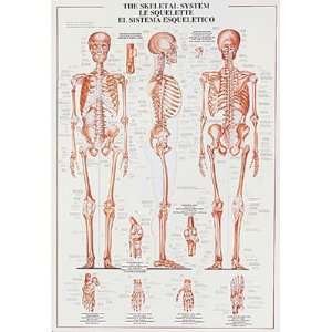  Safaris Laminated Skeletal System Poster