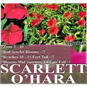  40 Scarlet OHara Morning Glory Flower Seeds ~ Extended 