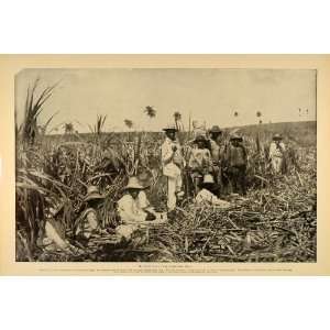  1899 Cuban Workers Sugar Cane Field Machetes Cuba Print 