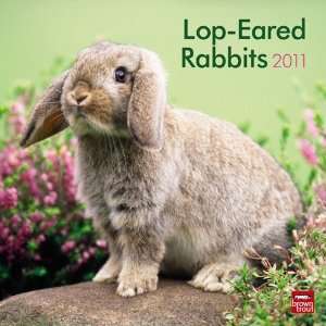  Lop Eared Rabbits 2011 Wall Calendar 12 X 12 Office 