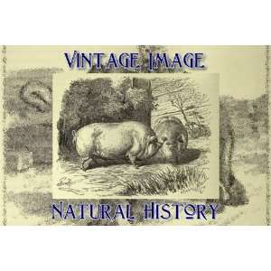 20cm x 15cm) Art Paper Mounted Print Vintage Natural History 
