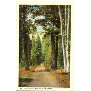  1930s Vintage Postcard The Kaibab Forest   Northern 