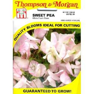  Thompson & Morgan 4355 Sweet Pea White Flush Rose Seed 