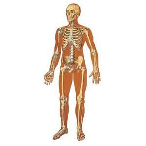  The Human Skeleton, Front Chart
