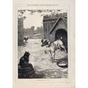 London Almanack Dog Attempting To Chase Cat 1889 Print 