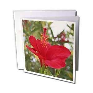   hibiscus, hibiscus rosa sinensis, plant, plants   Greeting Cards 12