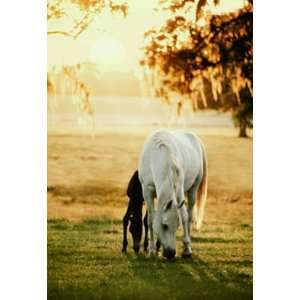  Mare With Foal Grazing Wall Mural