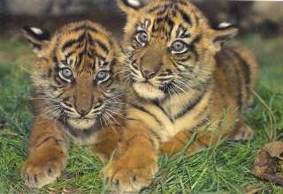 Tiger Cub Whelp Cat Postcard Photo   Mint Condition A3  