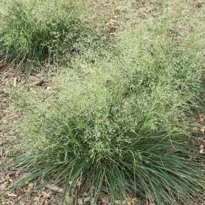  Grass Deschampsia c. Goldtau Patio, Lawn & Garden
