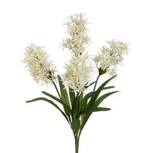   25 Spider Lily Bush X4 Cream (Pack of 12)