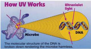 This wavelength can actually damage the structures of the DNA 