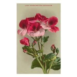  Lady Washington Geranium Premium Poster Print, 8x12