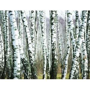  Wallpaper Brewster the Ultimate Mural Book Birch Forest 