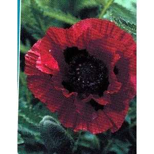  Indian Chief Red Oriental Poppy Papaver Patio, Lawn 