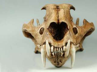 Snow Leopard skull Resin hand made from real TAXIDERMY  