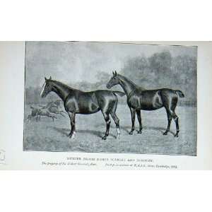    1895 Hunter Brood Mares Scarlet Dorothy Horses
