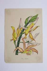 19th Century Hand Colored Botanical Lithograph PHAIUS WALLICHU  