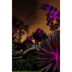  IN BLOOM, Limited Edition Photograph, Home Decor Artwork 