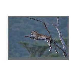 Leopard, Panthera, Masai Mara (Kenya) Poster Print 