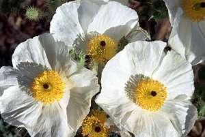 250 WHITE PRICKLY POPPY Desert Agremone Flower Seeds  